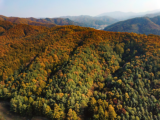 포토 JPG 주간 단풍 산 사람없음 야외 가을풍경 가을 강원도 항공촬영 정선 전경 국내포토 자연요소 계절 뷰포인트 잎 한국 풍경 파일형식 탑뷰 가을_계절