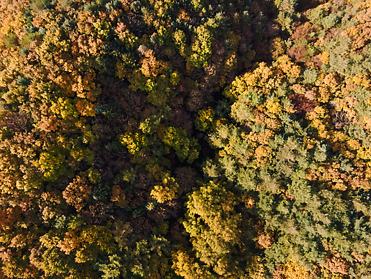 포토 JPG 주간 단풍 자연 사람없음 야외 하이앵글 가을풍경 가을 강원도 항공촬영 정선 전경 국내포토 자연요소 계절 뷰포인트 잎 한국 풍경 생태계 파일형식 탑뷰 가을_계절