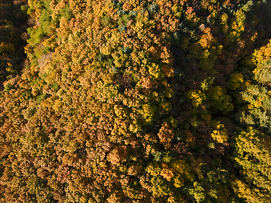 포토 JPG 주간 단풍 자연 사람없음 야외 하이앵글 가을풍경 가을 강원도 항공촬영 정선 전경 국내포토 자연요소 계절 뷰포인트 잎 한국 풍경 생태계 파일형식 탑뷰 가을_계절