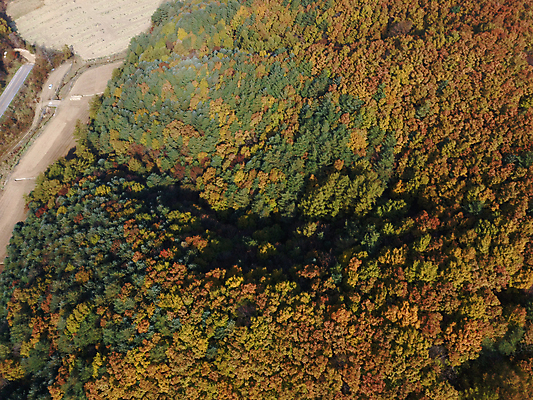 포토 JPG 주간 단풍 자연 사람없음 야외 하이앵글 가을풍경 가을 강원도 항공촬영 정선 전경 국내포토 자연요소 계절 뷰포인트 잎 한국 풍경 생태계 파일형식 탑뷰 가을_계절