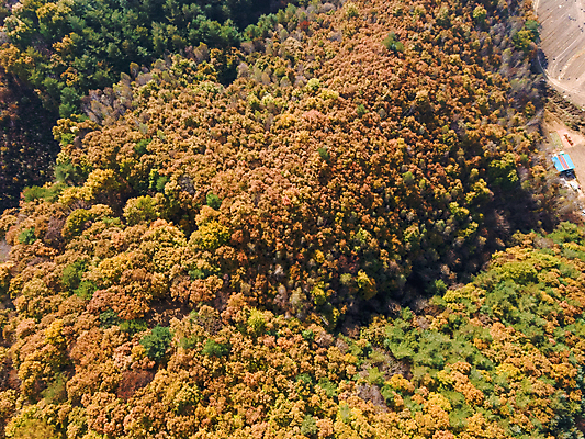 포토 JPG 주간 단풍 자연 사람없음 야외 하이앵글 가을풍경 가을 강원도 항공촬영 정선 전경 국내포토 자연요소 계절 뷰포인트 잎 한국 풍경 생태계 파일형식 탑뷰 가을_계절