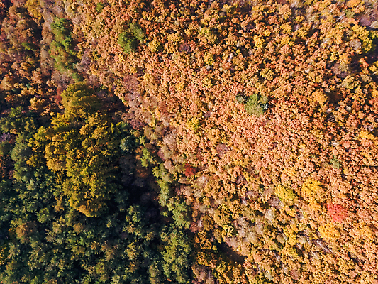 포토 JPG 주간 단풍 자연 사람없음 야외 하이앵글 가을풍경 가을 강원도 항공촬영 정선 전경 국내포토 자연요소 계절 뷰포인트 잎 한국 풍경 생태계 파일형식 탑뷰 가을_계절