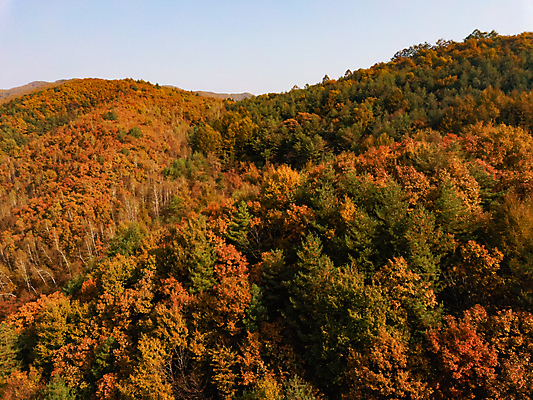 포토 JPG 주간 단풍 자연 하늘 산 사람없음 야외 가을풍경 가을 강원도 항공촬영 정선 전경 국내포토 자연요소 계절 뷰포인트 잎 한국 풍경 생태계 파일형식 탑뷰 가을_계절