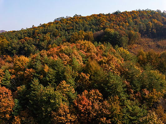 포토 JPG 주간 단풍 자연 산 사람없음 야외 가을풍경 가을 강원도 항공촬영 정선 전경 국내포토 자연요소 계절 뷰포인트 잎 한국 풍경 생태계 파일형식 탑뷰 가을_계절