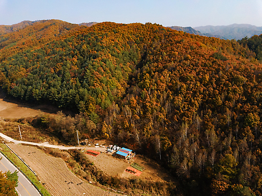 포토 JPG 주간 단풍 자연 산 사람없음 야외 가을풍경 가을 강원도 항공촬영 정선 전경 국내포토 자연요소 계절 뷰포인트 잎 한국 풍경 생태계 파일형식 탑뷰 가을_계절
