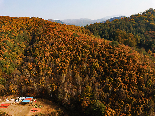포토 JPG 주간 단풍 자연 하늘 산 사람없음 야외 가을풍경 가을 강원도 항공촬영 정선 전경 국내포토 자연요소 계절 뷰포인트 잎 한국 풍경 생태계 파일형식 탑뷰 가을_계절