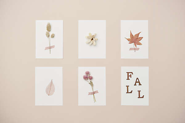 포토 문자 계절 꽃 뷰포인트 분홍색 백그라운드 컨셉 잎 실내 내부 파일형식 종이 하이앵글 영어 분홍색배경 감성 빈티지 사람없음 단풍 드라이플라워 낙엽 스튜디오촬영 오브젝트 가을 JPG 분위기 국내포토