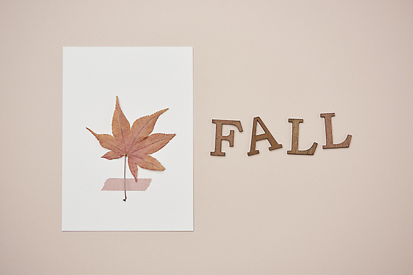 포토 JPG 스튜디오촬영 영어 종이 단풍 낙엽 실내 사람없음 하이앵글 가을 빈티지 분위기 오브젝트 감성 붙이기 분홍색배경 국내포토 문자 계절 뷰포인트 분홍색 백그라운드 컨셉 잎 모션 내부 파일형식