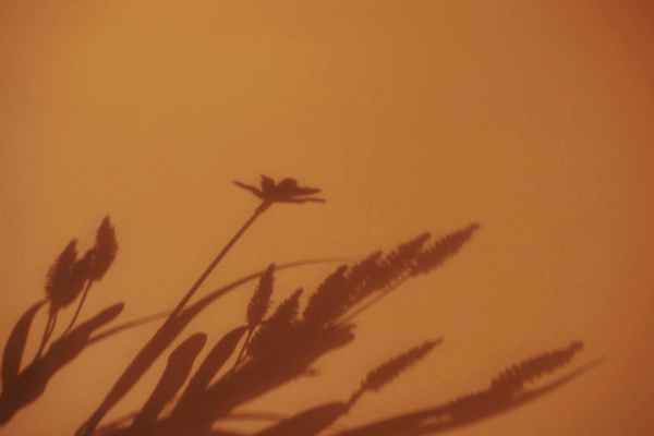 포토 JPG 스튜디오촬영 실내 그림자 사람없음 가을 빈티지 풀 분위기 오브젝트 감성 주황색배경 국내포토 식물 계절 백그라운드 컨셉 내부 주황색 파일형식