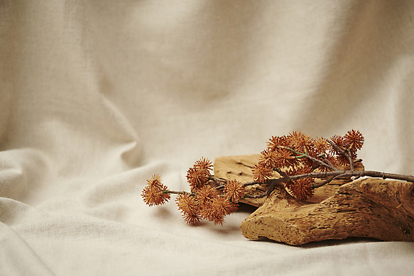 포토 JPG 스튜디오촬영 나무 실내 사람없음 가을 빈티지 분위기 천 오브젝트 감성 드라이플라워 베이지색배경 국내포토 식물 계절 꽃 백그라운드 컨셉 내부 직물 베이지색 파일형식