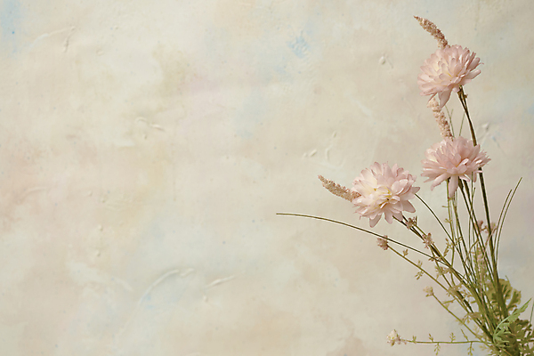 포토 식물 계절 백그라운드 컨셉 실내 내부 공백 베이지색 파일형식 카피스페이스 베이지색배경 감성 빈티지 사람없음 꽃 스튜디오촬영 오브젝트 가을 JPG 분위기 국내포토