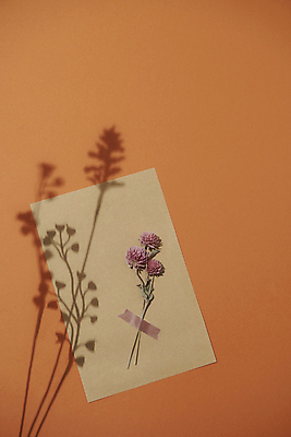 포토 JPG 스튜디오촬영 종이 실내 그림자 사람없음 가을 빈티지 분위기 오브젝트 감성 드라이플라워 붙이기 주황색배경 국내포토 계절 꽃 백그라운드 컨셉 모션 내부 주황색 파일형식