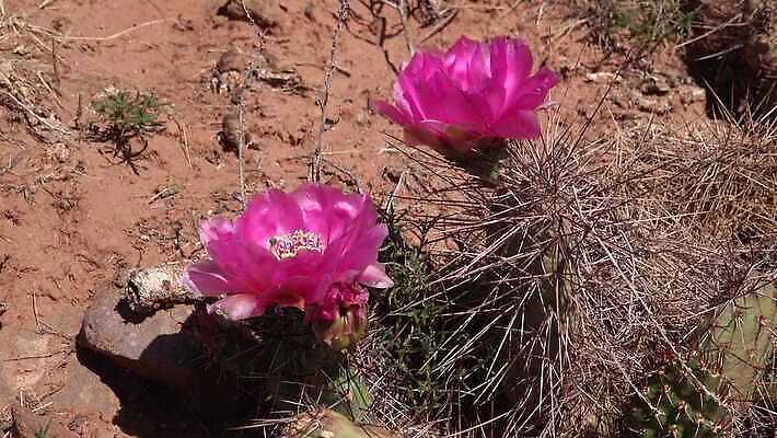 꽃 과일 자연 선인장 풍경 사람없음 초록색 노란색 사막 가시 달콤 다육식물 숙성 4K MP4 해외동영상 클립영상 식물 컬러 맛 생태계 동영상 파일형식