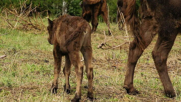 동물 1 응시 공원 유럽 야생동물 포유류 자연 털 서기 사람없음 야외 갈색 머리 환경 자녀 아기 숲 큼 들소 황소 내추럴 송아지 전국 MOV 해외동영상 클립영상 시선 공공시설 나라 새끼 컬러 모션 사람 신체부위 소 크기 생태계 동영상 파일형식