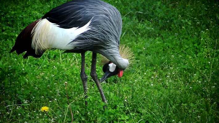 동물 공원 얼굴 야생동물 아프리카 자연 조류 왕관 동물원 사람없음 초록색 파란색 뷰티 머리 검은색 회색 깃털 기중기 목 케냐 내추럴 나이지리아 동물상 사바나 4K MP4 해외동영상 클립영상 공공시설 나라 컬러 신체부위 조형물 중장비 생태계 동영상 파일형식 서아프리카
