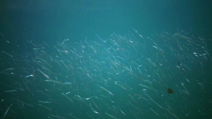동물 야생동물 모래 바다 포유류 자연 낚시 사람없음 물 세계 환경 바닷속 수중 수중동물 장어 해산물 생태계 생물학 생식 생태학 소금물 해병대 4K 수중영상 MP4 해외동영상 클립영상 자연요소 교육 레저 군대 어류 동영상 파일형식