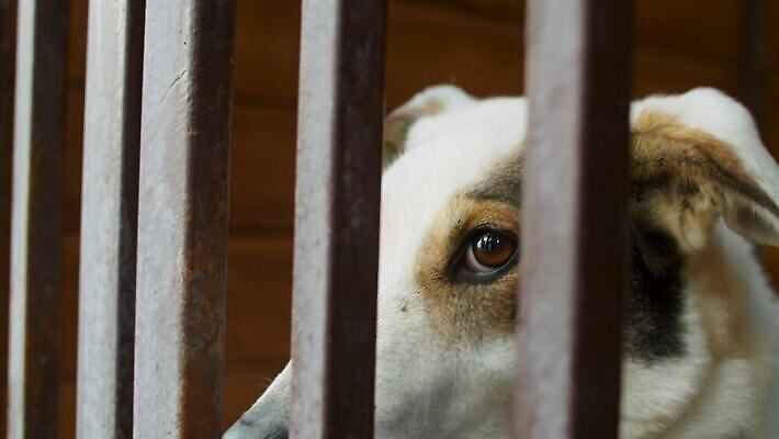 동물 응시 생각 자연 주택 자물쇠 앉기 사람없음 야외 울타리 반려동물 희망 우정 슬픔 기다림 구출 개 고독 보호 큼 버리기 새장 송곳니 노숙자 돌봄 쇠창살 입양 혼자 4K MOV 해외동영상 슬로모션 클립영상 시선 감정 컨셉 포유류 모션 촬영기법 건물 친구 담장 도움 치아 크기 생태계 동영상 케이지 파일형식
