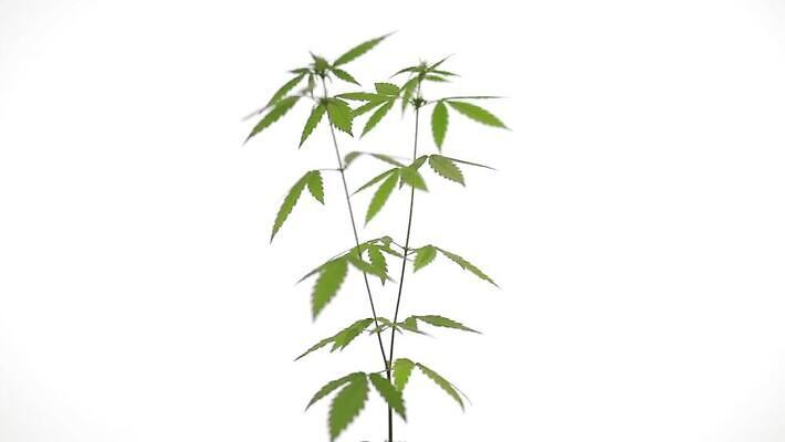 식물 여자 남자 꽃 백그라운드 잎 모션 자연 바람 휴식 건강 사람없음 초록색 약 흰색 잡초 발표 삼 약초 냄비 허브 진열장 회전 중독 내추럴 고립 마약 불법 대마초 마리화나 MOV 해외동영상 클립영상 자연요소 컬러 컨셉 채소 의학 날씨 사람 풀_식물 범죄 솥 생태계 동영상 파일형식