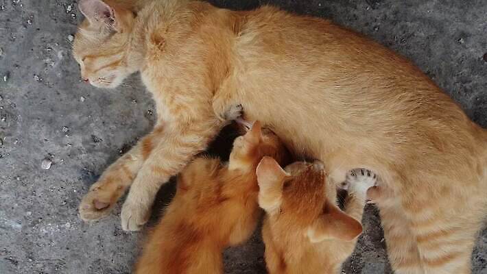 여자 어린이 사람없음 검은색 외침 금지 슬픔 표현 폭력 보호 무서움 거절 위협 사인 고립 부정 부정적 비극 심각 차별 투쟁 트러블 한계 남용 4K MP4 해외동영상 클립영상 감정 컬러 컨셉 사람 소리 사회이슈 동영상 파일형식