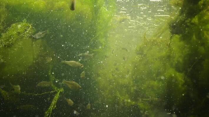 식물 백그라운드 패턴 모션 자연 추상 풍경 사람없음 야외 초록색 물 강 폭포 흐름 바위 신선 개울 해조류 숲 속도 질감 내추럴 광합성 산화 4K MP4 해외동영상 클립영상 자연요소 컬러 컨셉 무늬 돌_바위 해양식물 생태계 동영상 파일형식