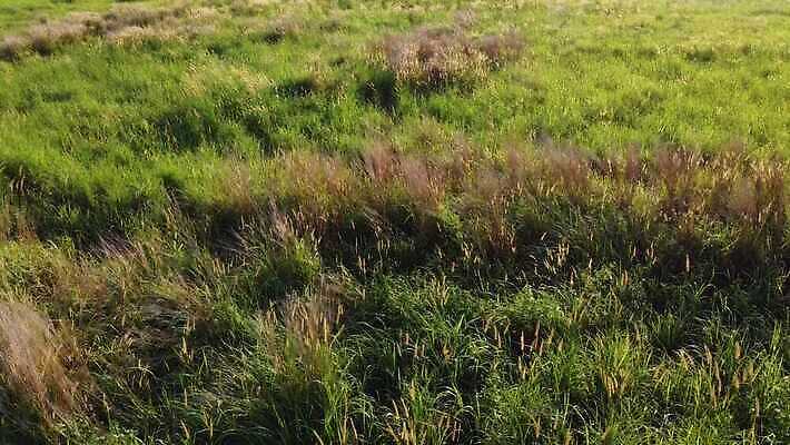식물 계절 밭 농업 자연 사람없음 야외 초록색 갈색 노란색 정원 시골 습지 유기농 질감 밭일 볏집 4K MOV 해외동영상 클립영상 웰빙 산업 컬러 생태계 동영상 파일형식
