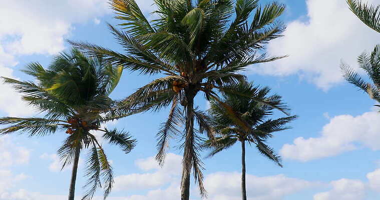 구름 바다 로우앵글 하늘 바람 휴가 풍경 사람없음 야외 야자수 평화 전원 쿠바 결석 4K MOV 해외동영상 클립영상 자연요소 나무 뷰포인트 컨셉 날씨 중앙아메리카 전기에너지 동영상 파일형식
