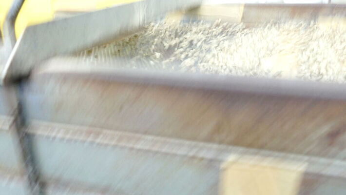 산업 커피 농업 재료 공장 태국 콩 건조 씨앗 사람없음 농작물 갈색 기계 유기농 날것 방법 아라비카 양피지 4K MOV 해외동영상 클립영상 식물 웰빙 아시아 음료 컬러 공업 곡류 동영상 파일형식