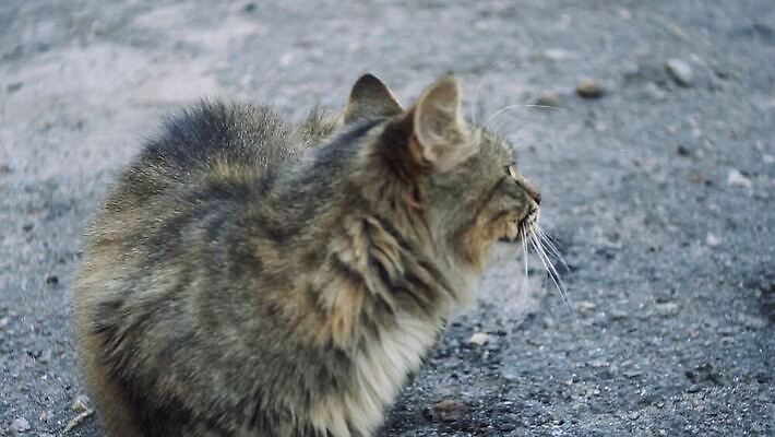 동물 응시 계절 얼굴 음식 백그라운드 컨셉 포유류 발 주택 털 앉기 사람없음 반려동물 정원 고양이 줄무늬 회색 분노 도시 오픈 가난 모피 배고픔 콧수염 귀 암초 육식 솜털 느림 노숙자 돌봄 혼자 MOV 해외동영상 클립영상 시선 감정 컬러 무늬 모션 수염 건물 신체부위 동영상 파일형식