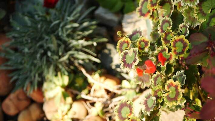 식물 꽃 화분 화초 컬러 백그라운드 단풍 잎 꽃무늬 사람없음 장식 빨간색 초록색 정원 미국 활발 성장 벚꽃 신선 개화 닫기 냄비 캘리포니아 내추럴 강렬 광합성 제라늄 카피스페이스 그리너리 세련 4K MP4 해외동영상 클립영상 컨셉 북아메리카 무늬 모션 공백 솥 동영상 파일형식 트랜드컬러