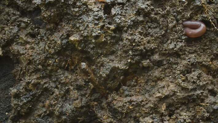 동물 야생동물 모션 자연 생물 무척추동물 사람없음 카메라 흙 젖음 생물학 느림 지렁이 기어가기 땅파기 4K MP4 해외동영상 클립영상 교육 전자제품 생태계 동영상 파일형식