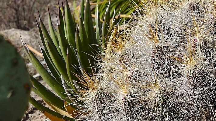 나무 식물 꽃 여행 백그라운드 자연 날씨 선인장 건조 풍경 사람없음 초록색 물 여름 사막 뜨거움 가시 척추 날카로움 애리조나 내추럴 뉴멕시코 다육식물 4K MP4 해외동영상 클립영상 자연요소 계절 컬러 뼈 미국 생태계 동영상 파일형식