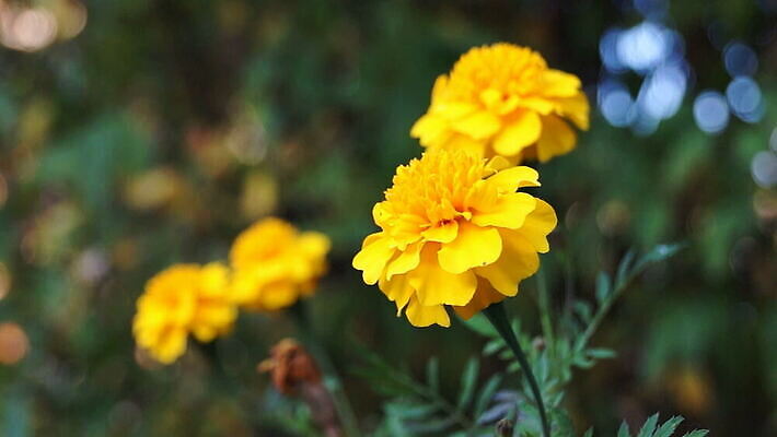 식물 꽃 바람 사람없음 매리골드 MOV 해외동영상 슬로모션 클립영상 자연요소 날씨 촬영기법 동영상 파일형식