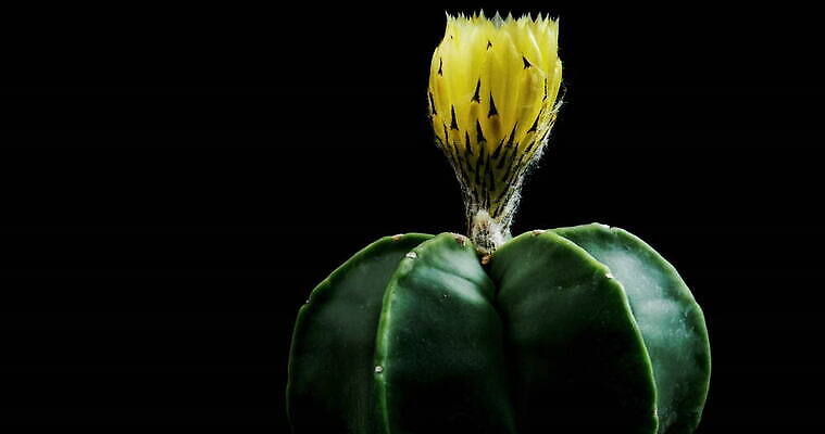 식물 계절 꽃잎 꽃 컬러 꽃다발 꽃무늬 모션 자연 선인장 사람없음 장식 가로 컬러풀 뷰티 봄 펼침 낭만 성장 신선 오픈 개화 변화 속도 동영상 생존 4K 타임랩스 MOV 해외동영상 클립영상 컨셉 무늬 촬영기법 생태계 파일형식