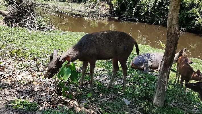 동물 여자 남자 야생동물 백그라운드 밭 포유류 자연 사람없음 초록색 갈색 흰색 아기 잠 그룹 먹기 아기사슴 암사슴 MOV 해외동영상 클립영상 새끼 컬러 농업 모션 사슴 사람 암컷 생태계 동영상 파일형식