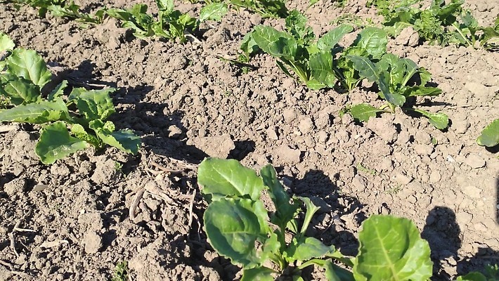 식물 계절 산업 지구 잎 밭 농업 채소 자연 씨앗 사람없음 야외 초록색 농작물 농장 농사 기계 흙 봄 수확 성장 시골 농부 땅 설탕 뿌리 먼지 트랙터 땅바닥 밭일 비트 심기 줄서기 파종 세련 4K MP4 해외동영상 클립영상 직업 컬러 모션 바닥 농기계 생태계 특수차량 동영상 파일형식