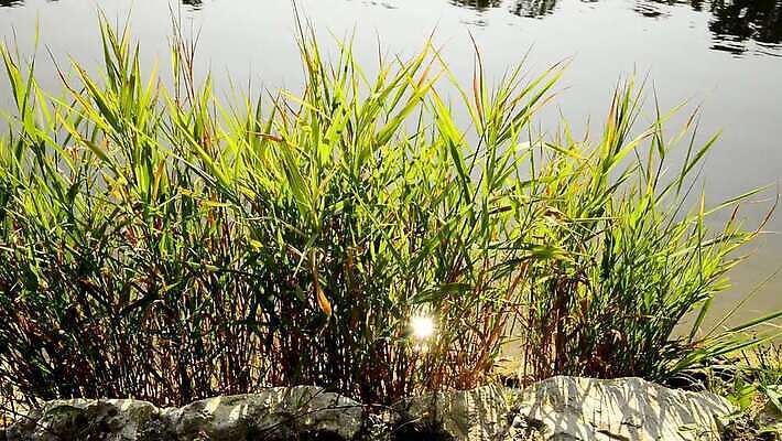 식물 선 독일 동양인 사람없음 초록색 물 빛 반짝임 강 태양 맑음 침묵 명상 다뉴브강 HD MOV 해외동영상 클립영상 자연요소 유럽 컬러 모션 날씨 인종 소리 동영상 파일형식