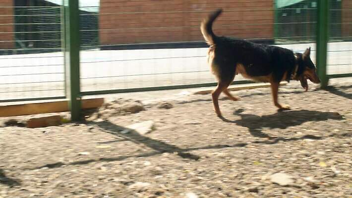 동물 자연 친절 주택 털 3 사람없음 야외 울타리 반려동물 달리기 태양 우정 구출 개 보호 장애인 새장 노숙자 4K MOV 해외동영상 클립영상 자연요소 컨셉 포유류 모션 건물 친구 담장 도움 생태계 동영상 장애 케이지 파일형식