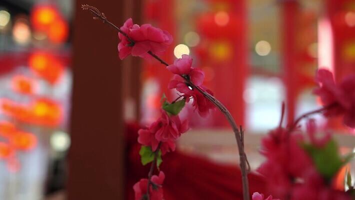 전통 계절 꽃 문화 분홍색 매달리기 사람없음 장식 가로 빨간색 글로벌 봄 벚꽃 축하 개화 배열 명상 자두 인공 춘절 4K MP4 해외동영상 클립영상 식물 명절 컬러 컨셉 과일 모션 중국전통 동영상 파일형식