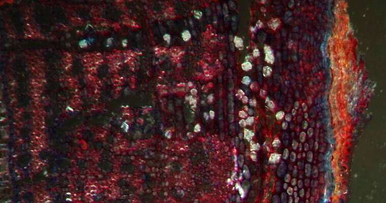 식물 꽃 줄기 과학 이동 패턴 세포 사람없음 빨간색 초록색 시험 성장 나뭇가지 조직 횡단보도 확대 밀가루 지원 4K 현미경관찰 MOV 해외동영상 클립영상 나무 교육 컬러 컨셉 무늬 관찰 보행로 가루 동영상 파일형식