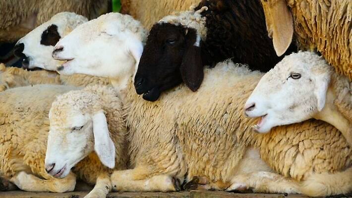 동물 응시 얼굴 백그라운드 밭 농업 포유류 자연 새로움 털 사람없음 야외 초록색 농장 목장 흰색 시골 양 그룹 군중 호기심 양고기 내추럴 양모 방목장 밭일 양털 찰과상 MOV 해외동영상 클립영상 시선 감정 산업 컬러 컨셉 육류 사람 신체부위 직물 상처 생태계 동영상 파일형식