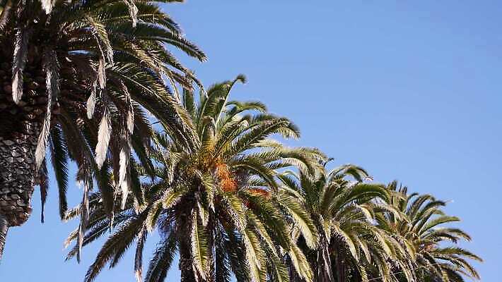 디자인 상징 로우앵글 여행 백그라운드 하늘 휴가 왕관 사람없음 여름 야자수 햇빛 뷰티 맑음 미국 꿈 자유 분위기 질감 심플 캘리포니아 태평양 할리우드 로스앤젤레스 이국적 파라다이스 카피스페이스 플로리다 미니멀 4K 산타모니카 MP4 해외동영상 클립영상 나무 계절 바다 뷰포인트 컨셉 북아메리카 날씨 태양 공백 동영상 파일형식