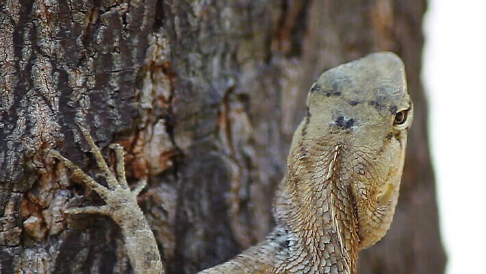 식물 동물 척추동물 응시 야생동물 백그라운드 잎 신체 파충류 자연 생물 동물원 그림자 사람없음 가로 초록색 환경 줄무늬 흰색 나뭇가지 용 숲 질감 눈금 꼬리 도마뱀 윤곽 변장 이구아나 스파이크 노려봄 숨김 동물상 생태학 MOV 해외동영상 클립영상 나무 시선 교육 컬러 컨셉 무늬 표정 조형물 생태계 동영상 파일형식