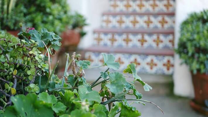 식물 화분 화초 백그라운드 사람없음 장식 초록색 컬러풀 계단 정원 미국 활발 사막 성장 신선 도자기 냄비 지중해 타일 캘리포니아 점토 상록수 단계 내추럴 강렬 다육식물 스페인어 식민지 카피스페이스 그리너리 세련 4K 건조기후 MP4 해외동영상 클립영상 바다 컬러 컨셉 북아메리카 공백 솥 동영상 파일형식 트랜드컬러