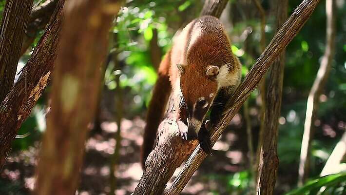 나무 동물 얼굴 야생동물 어린이 포유류 자연 털 동물원 사람없음 야외 갈색 환경 검은색 미국 군중 숲 열대우림 모피 코 꼬리 육식동물 새장 주둥이 남쪽 노려봄 돌봄 코스타리카 동정 자선단체 4K MP4 해외동영상 클립영상 식물 컬러 북아메리카 모션 표정 사람 신체부위 그룹 중앙아메리카 방향 생태계 동영상 자선 케이지 파일형식