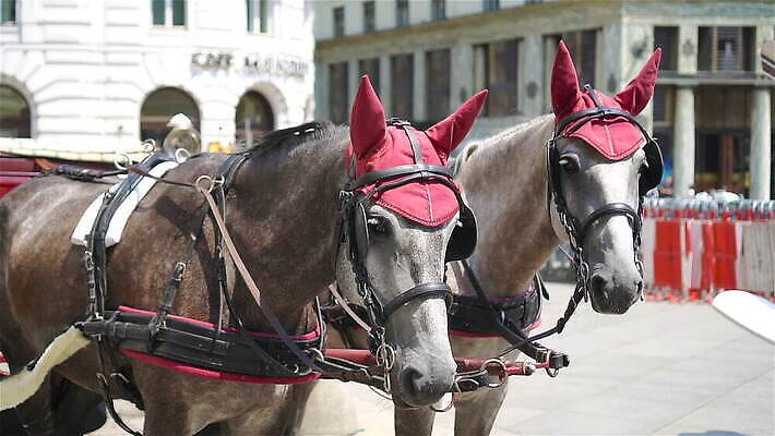 동물 전통 커플 외관 유럽 문화 여행 포유류 휴가 거리 사람없음 건물 여행객 카트 궁전 조약돌 흰색 도시 쌍 센터 역사 비엔나 오스트리아 고급 귀 마차 타운 랜드마크 수도권 스타일 MOV 해외동영상 클립영상 건축물 나라 교통수단 컬러 컨셉 고건축 관계 사람 신체부위 돌_바위 지역 동영상 파일형식