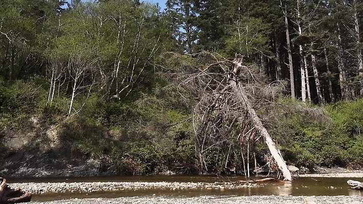 나무 공원 모래 바다 여행 백그라운드 올림픽 자연 하늘 사람없음 야외 목재 물 파란색 미국 죽음 태평양 로스앤젤레스 워싱턴 전국 4K MP4 해외동영상 클립영상 자연요소 식물 공공시설 스포츠 컬러 북아메리카 재료 생태계 동영상 파일형식