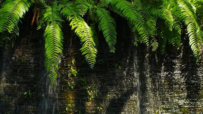 나무 식물 디자인 외관 공원 공공시설 꽃 벽 백그라운드 패턴 건축양식 모션 자연 휴식 주택 풍경 사람없음 야외 장식 초록색 물 여름 컬러풀 정원 맑음 폭포 젖음 흐름 바위 물방울 신선 개울 떨어짐 분수 조경 분무기 내추럴 뒤뜰 MOV 해외동영상 클립영상 자연요소 계절 건축 컬러 컨셉 무늬 날씨 건물 강 돌_바위 시설 생태계 동영상 파일형식