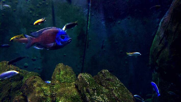 식물 호수 컬러 자연 어류 사람없음 장식 빨간색 초록색 물 컬러풀 수중 수영 촉촉함 아기 신선 그룹 해조류 소프트포커스 먹이 탱크 수족관 민물 이국적 4K MOV 해외동영상 클립영상 자연요소 촬영기법 사람 수중동물 젖음 수상스포츠 해양식물 생태계 동영상 파일형식
