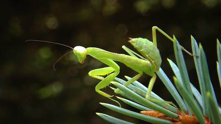 동물 여자 야생동물 곤충 잎 절지류 자연 무척추동물 안테나 사람없음 초록색 흰색 기도 육식동물 포식 4K MP4 해외동영상 클립영상 식물 컬러 통신 사람 생태계 동영상 파일형식