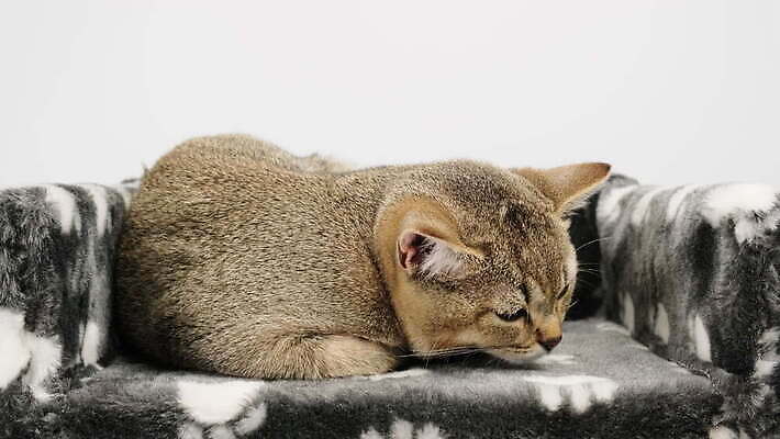 동물 장난 포유류 수염 털 실내 표정 앉기 사람없음 반려동물 머리 검은색 고양이 회색 흰색 작음 호기심 솜털 기르기 직진 총구 스코틀랜드 4K 순혈 MOV 해외동영상 클립영상 감정 컬러 컨셉 모션 영국 내부 신체부위 크기 동영상 돌봄 파일형식